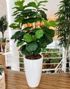 Ver imagem 2 de Vaso de Fibra de Vidro Roma m 70cm Brilhantes e Foscos Decorativo Branco