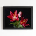 Ver imagem 1 de Quadro Lírio Tarrango Flores Foto Moldura Preta 60x40cm