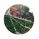 Ver mais imagens de Tesoura De Podar Galhos + Cerca Viva + Flores Trapp