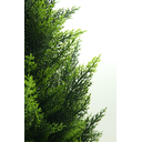 Ver imagem 5 de Pinheiro Cipreste Arvore Verde Folhagem Artificial 90cm