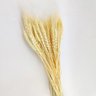 Trigo Desidratado Natural Capim Folhagem Planta 70x9cm Maço - 3