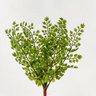 Samambaia Avenca Verde Folhagem 33x25cm Planta Artificial - 3