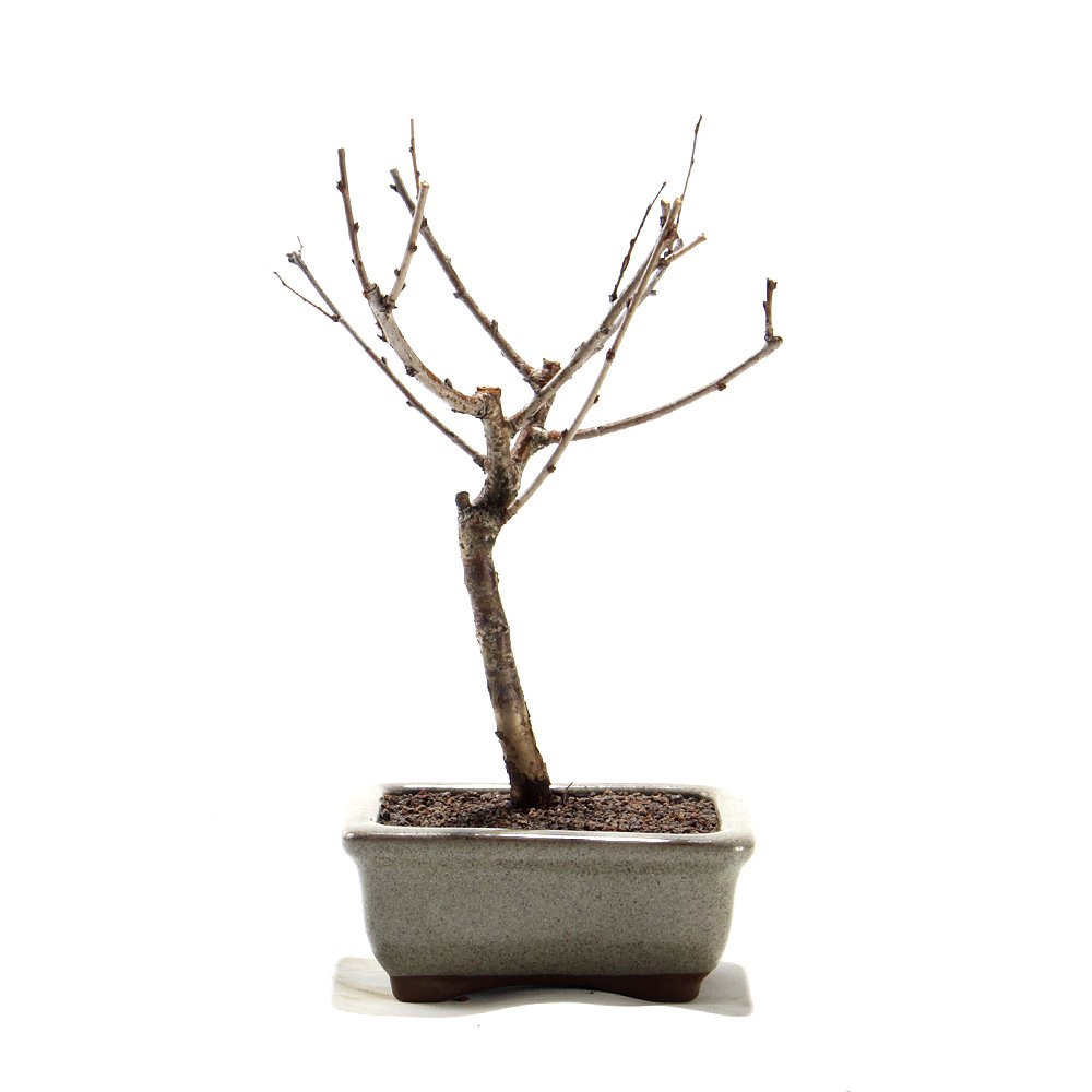 Bonsai Mini Sakurá 02 Anos