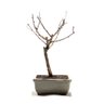 Bonsai Mini Sakurá 02 Anos - 1