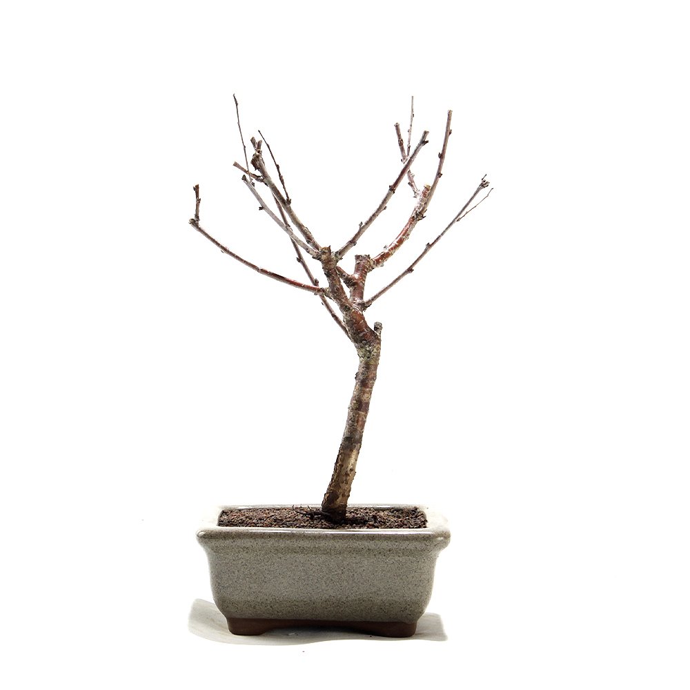 Bonsai Mini Sakurá 02 Anos - 2