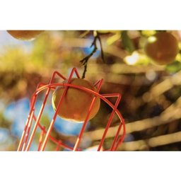 Colhedor de Frutas com Cabo de 145cm - 2