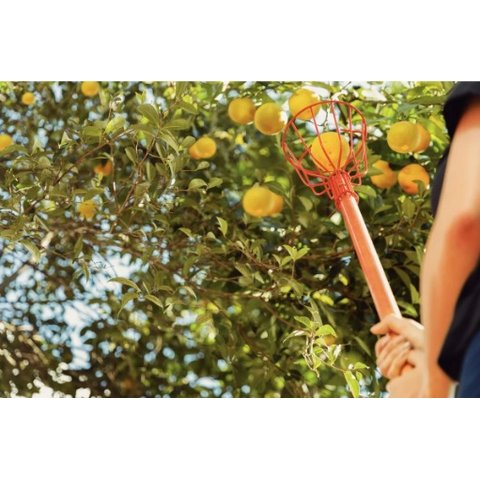 Colhedor de Frutas com Cabo de 145cm