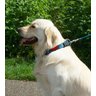 Coleira de Pescoço Kong Nylon Colar para Cães - 8