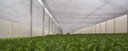 Ver imagem 7 de Tela Sombreamento Hortas/hortaliças Freshnet 4m X 1m Acabamento