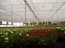 Ver imagem 6 de Tela Sombreamento Hortas/hortaliças Freshnet 4m X 1m Acabamento