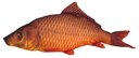 Ver imagem 1 de Almofada Peixe Carpa