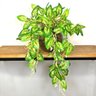 Planta Artificial Realista Caladium Arranjo Pronto Vaso de Vidro - 1