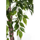 Ver imagem 3 de Arvore Grande Folhagem Real Planta Ficus 165cm Decoração