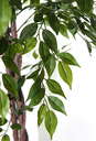 Ver imagem 3 de Arvore Grande Folhagem Real Planta Ficus 165cm Decoração