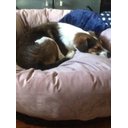 Ver imagem 4 de Cama Nuvem Veludo Gg 80x80:Rose Gold Veludo