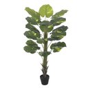 Ver imagem 1 de Jiboia Real Toque C/pote X18 Verde 1,4