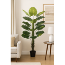 Ver imagem 2 de Jiboia Real Toque C/pote X18 Verde 1,4