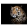 Quadro Tigre Fundo Preto - Tela Única - 90 x 60 cm - Chassi - 2