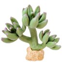 Ver imagem 1 de Soma Enfeite de Silicone para Aquário Cactus 09 (076514) - Un