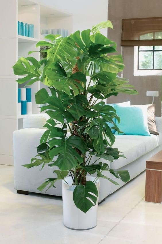 Planta Artificial Grande Costela de Adão Monstera Sala 190cm