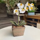 Ver imagem 2 de Arranjo de Orquídea Branca em Vaso de Madeira 30cm:branco