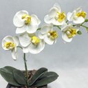 Ver imagem 3 de Arranjo de Orquídea Branca em Vaso de Madeira 30cm:branco