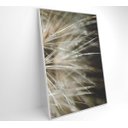 Ver imagem 2 de Quadro Dente de Leão Detalhe - 60x90 - Adesivo Fotográfico