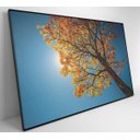 Ver imagem 6 de Quadro Ipê Amarelo - 60x40 - Tecido Canvas