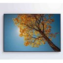 Ver mais imagens de Quadro Ipê Amarelo - 90x60 - Vidro Impresso