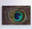 Ver imagem 4 de Quadro Penas de Pavão - 90x60 - Tecido Canvas
