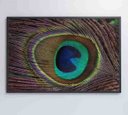 Ver imagem 7 de Quadro Penas de Pavão - 90x60 - Adesivo Fotográfico
