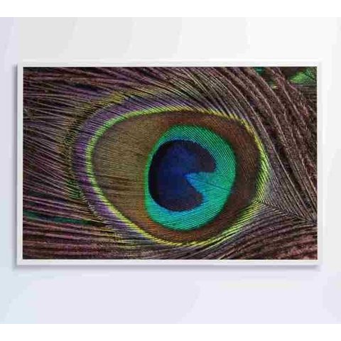 Quadro Penas de Pavão - 90x60 - Adesivo Fotográfico