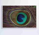 Ver imagem 1 de Quadro Penas de Pavão - 90x60 - Vidro Impresso