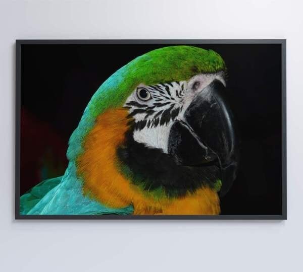 QUADRO PAPAGAIO VERDE - 60x40 - Tecido Canvas - 7