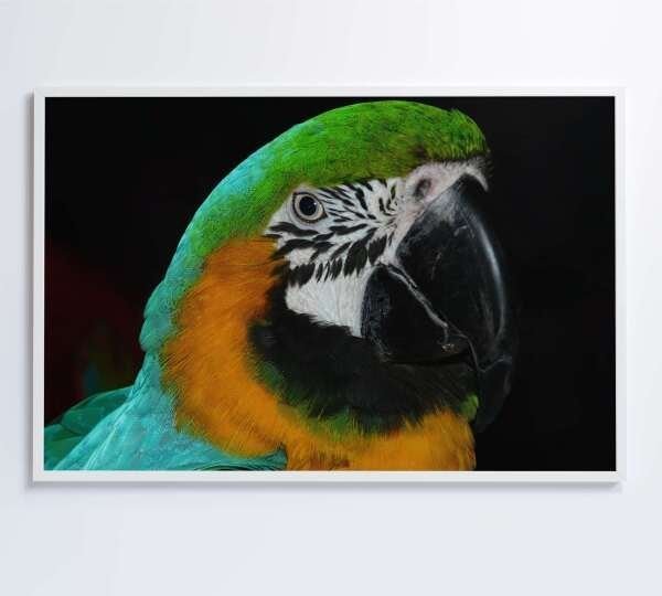 QUADRO PAPAGAIO VERDE - 60x40 - Tecido Canvas