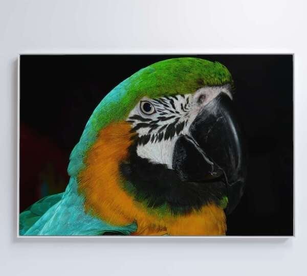 QUADRO PAPAGAIO VERDE - 60x40 - Tecido Canvas - 4