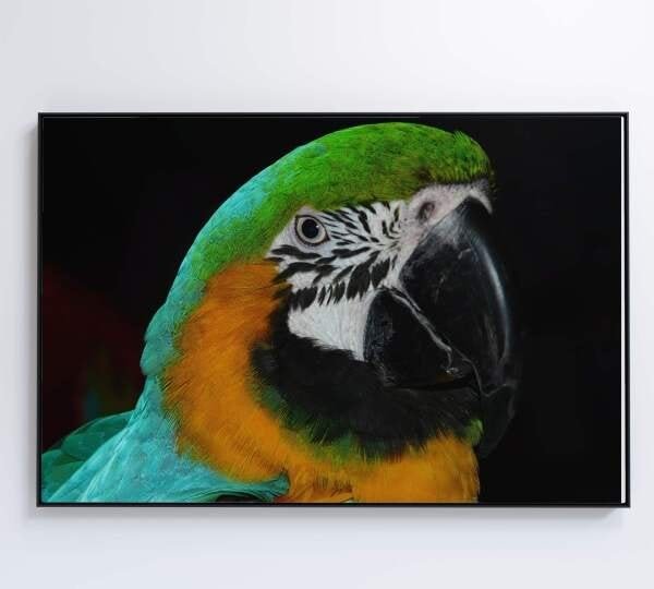 QUADRO PAPAGAIO VERDE - 60x40 - Tecido Canvas - 8