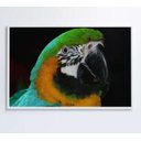Ver imagem 1 de Quadro Papagaio Verde - 120x80 - Tecido Canvas