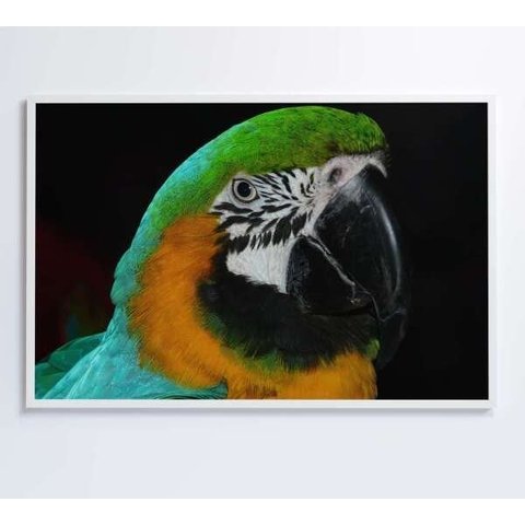 Quadro Papagaio Verde - 120x80 - Tecido Canvas