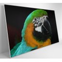 Ver imagem 3 de Quadro Papagaio Verde - 120x80 - Tecido Canvas