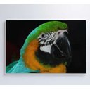 Ver imagem 4 de Quadro Papagaio Verde - 120x80 - Tecido Canvas