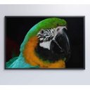 Ver imagem 7 de Quadro Papagaio Verde - 120x80 - Tecido Canvas