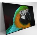 Ver imagem 6 de Quadro Papagaio Verde - 120x80 - Tecido Canvas