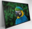 Ver imagem 5 de Quadro Arara - 120x80 - Tecido Canvas