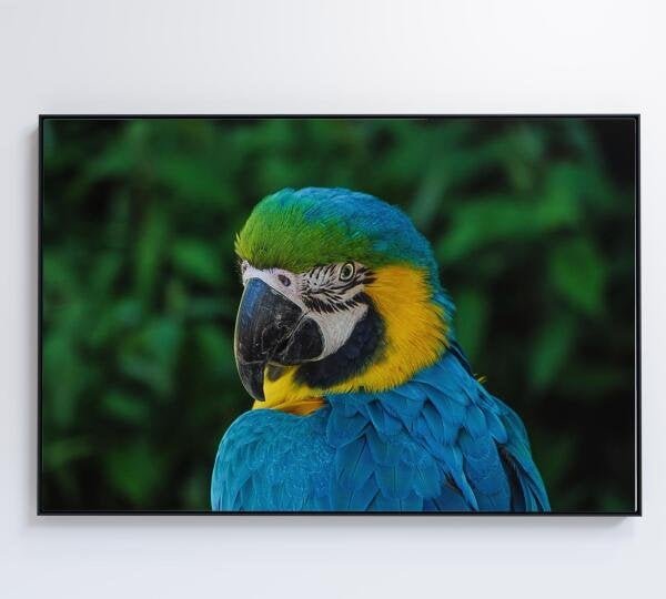 QUADRO ARARA - 120x80 - Tecido Canvas - 8