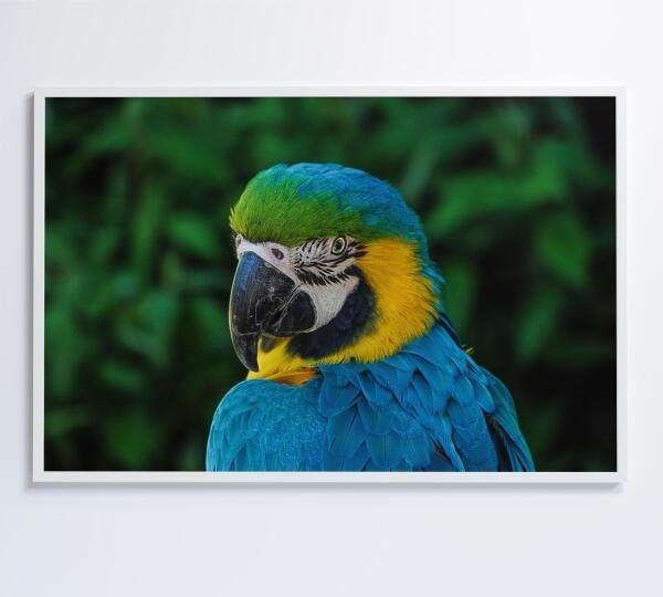 QUADRO ARARA - 120x80 - Tecido Canvas