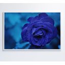 Ver imagem 1 de Quadro Rosa Lilas - 60x40 - Adesivo Fotográfico