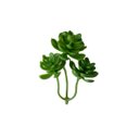 Ver imagem 5 de Kit com 7 Suculentas Sedum Artificiais Realistas para Decorar Qualquer Espaço
