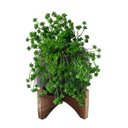 Ver imagem 7 de Kit com 7 Suculentas Sedum Artificiais Realistas para Decorar Qualquer Espaço