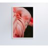 QUADRO FLAMINGO - 40x60 - Adesivo fotográfico - 3